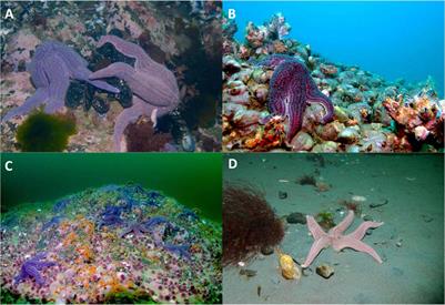 Selective Feeding by a Predatory Sea Star Across a Depth Gradient in Northern Patagonia, Chile